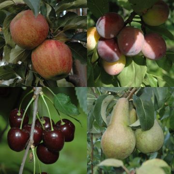 4 Fruitbomen Laagstam of Halfstam