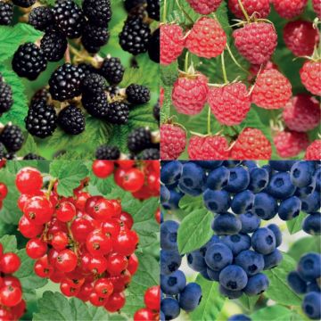 Actie Zachtfruit 50-60 cm