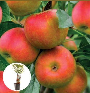 Najaarsappel Elstar Patiofruit