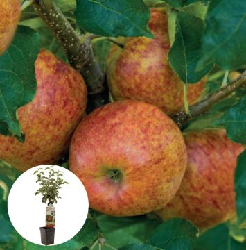 Rode handappel Jonagold Patiofruit