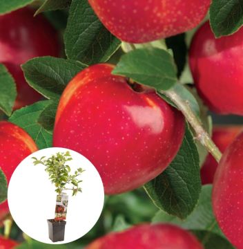 Rode handappel Summerred Patiofruit