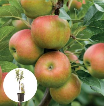 Handappel Cox orange Pippin Patiofruit