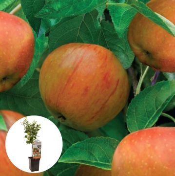 Hand-moesappel James Grieve Patiofruit