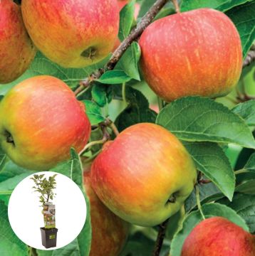 Handappel Delcorf Patiofruit