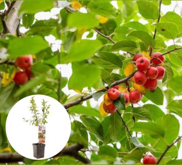 Rode sierappel Red Sentinel Patiofruit