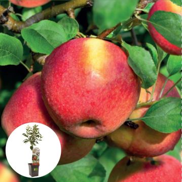 Handappel Braeburn Patiofruit