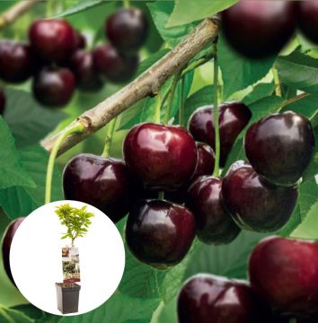 Kers Kordia Patiofruit
