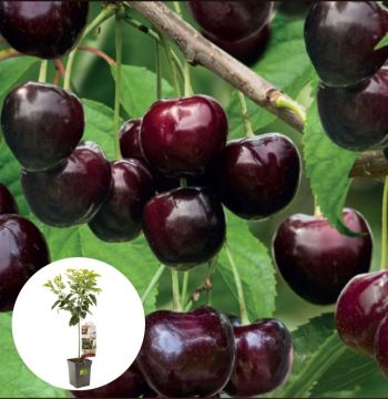 Kers Sunburst Patiofruit