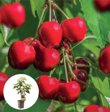 Kers Stella Patiofruit