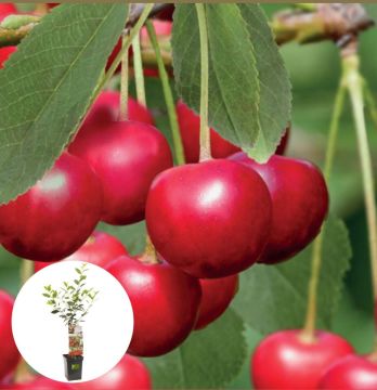 Zure kers Morel Patiofruit