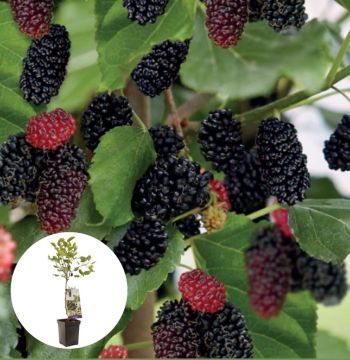 Dwergmoerbei Mojo Berry