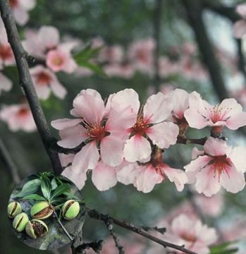 Amandelboom Prunus Robijn