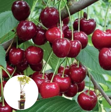 Zoetzure Dubbele Meikers Patiofruit