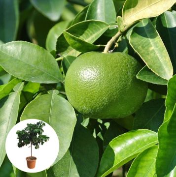 Grapefruitboom
