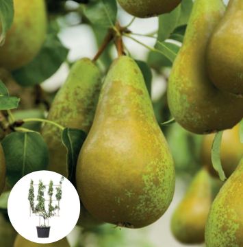 Perenboom Conference U vorm