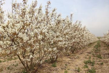 Amelanchier Lamarckii haagplant