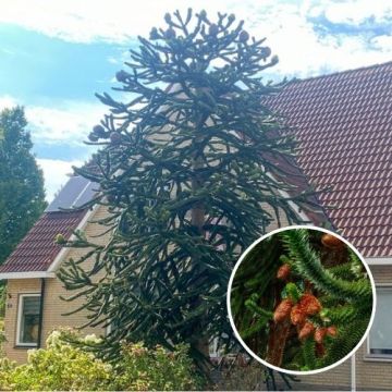 Apenboom