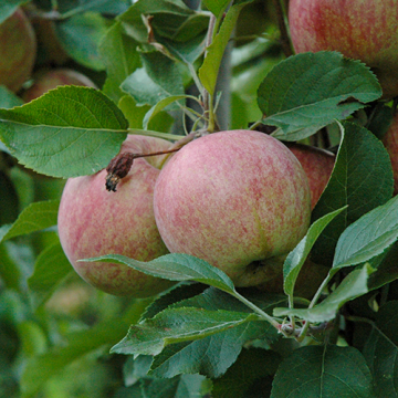 Appelboom Dubbele Zoete Aagt