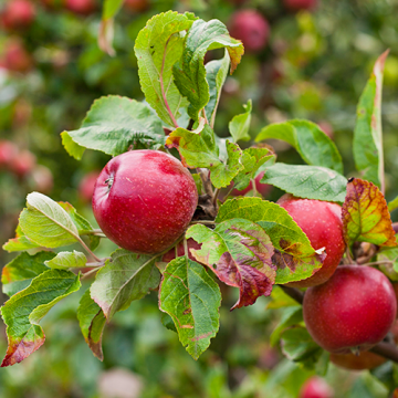 Appelboom Gala