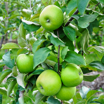 Appelboom Granny Smith