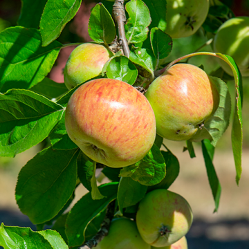 Appelboom Gravensteiner