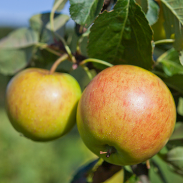 Appelboom James Grieve