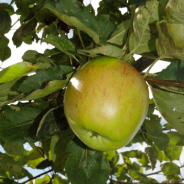 Appelboom Notarisappel