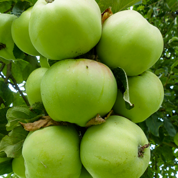 Appelboom Ontarioappel