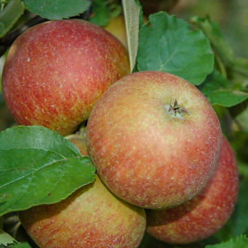 Zware hoogstam appelboom Goudreinet