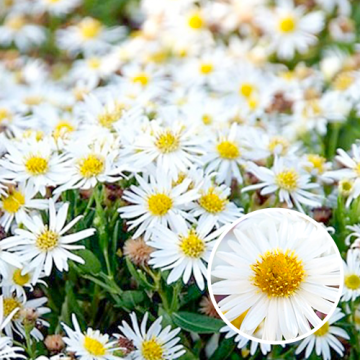 Aster ageratoides Starshine