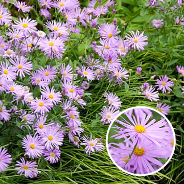 Aster 'Frikartii Monch'