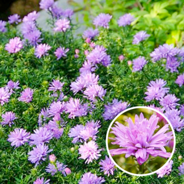 Aster Lady in Blue