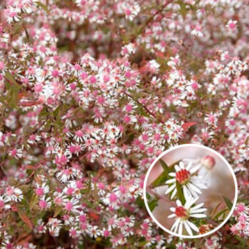 Aster lateriflorus ‘Horizontalis’