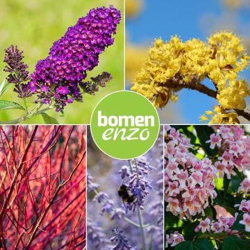 Biodiversiteit planten mix
