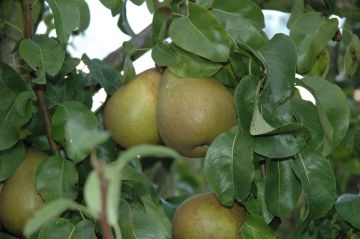 Perenboom Bloedpeer