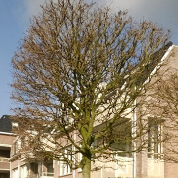 Blok Esdoorn