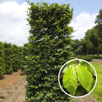 Blokvorm Fagus sylvatica