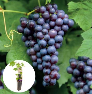 Blauwe druif Boskoop Glorie 50-60 cm