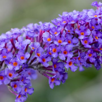 Vlinderstruik Nanho Blue
