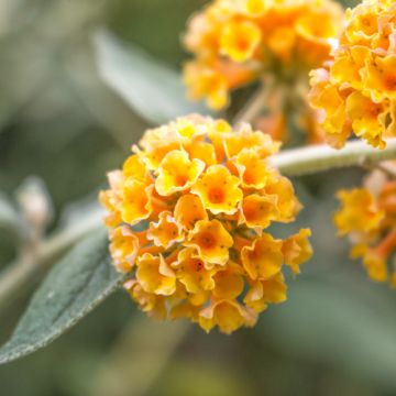 Vlinderstruik Sungold