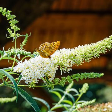 Vlinderstruik White Profusion