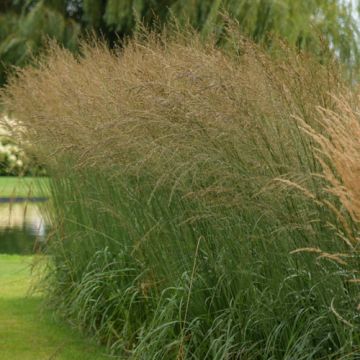 Calamagrostis acutiflora Overdam
