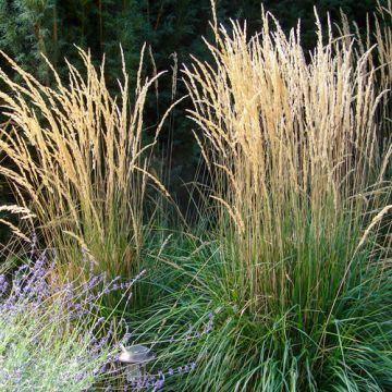 Calamagrostis Karl Foerster