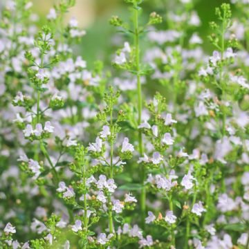 Calamintha nepeta Nepeta