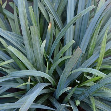 Carex Bunny Blue