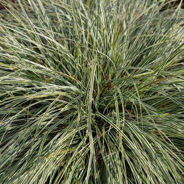 Carex oshimensis Everest