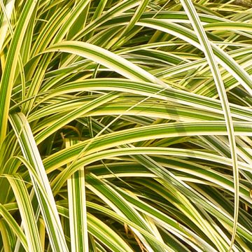 Carex morrowii Everglow