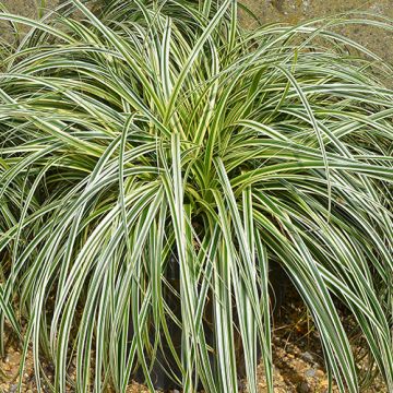 Carex Feather Falls