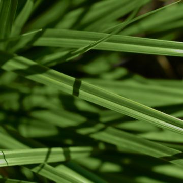 Carex Ribbon Falls