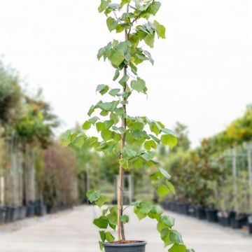 Judasboom Appalachian Red
